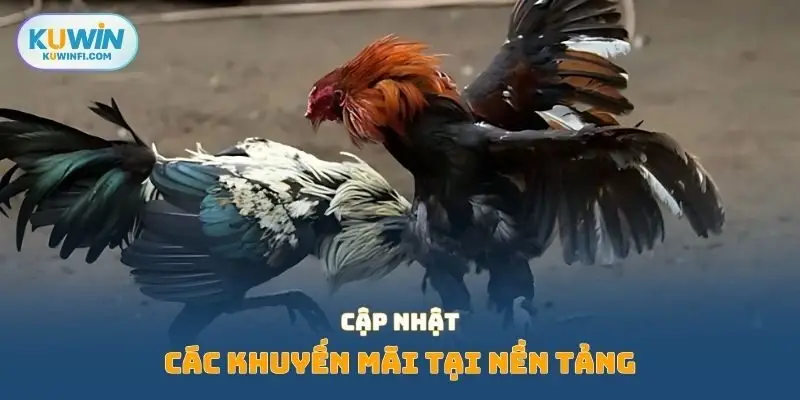 Cập nhật các khuyến mãi tại nền tảng