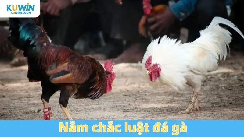 Nắm chắc luật đá gà